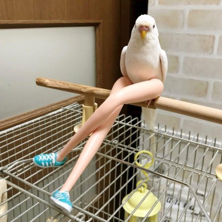 Смешные попугаи