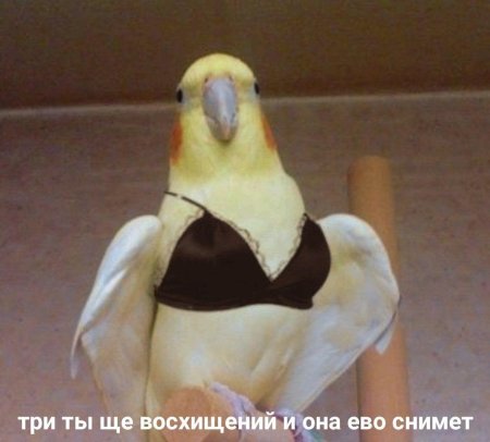 Попугаи корелла