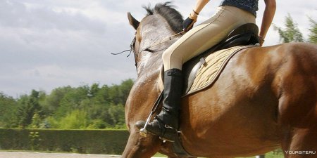 Лошадь с всадником