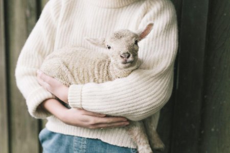 Ягненок на руках
