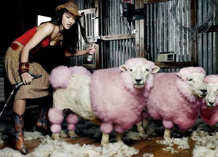 Стриженная овца