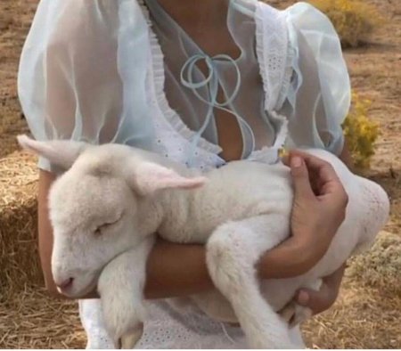 Ягненок на руках