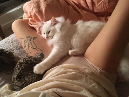 Котик и киски