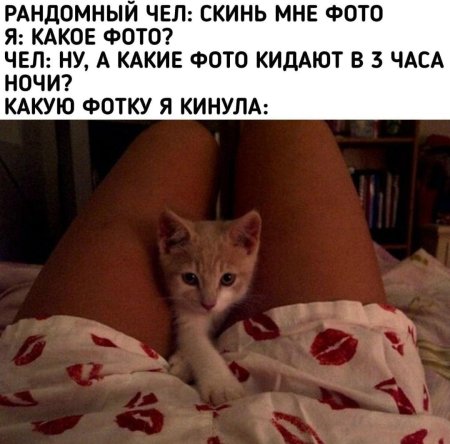 Красивые киски домашнее