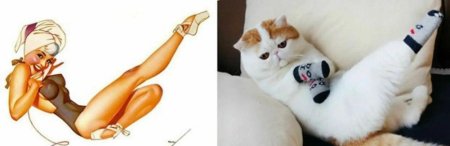 Коты в позах пин ап девочек