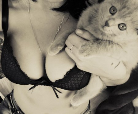 Кот на груди