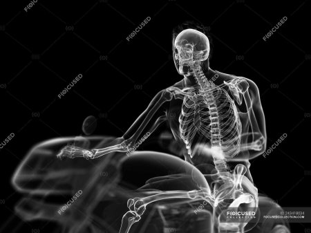 Скелет рентген