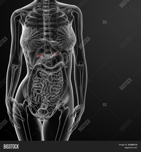 Анатомия рентген человека