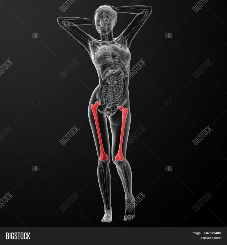 Женские бедра кости