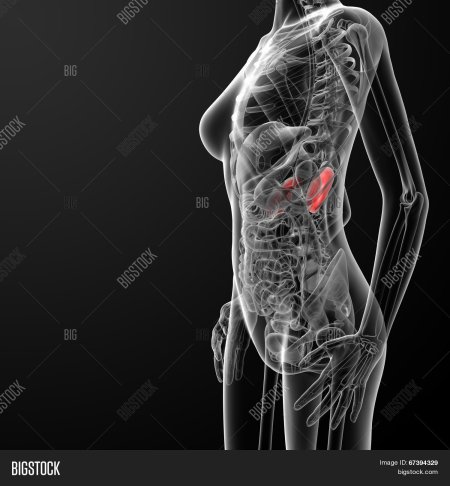 Анатомия женщины