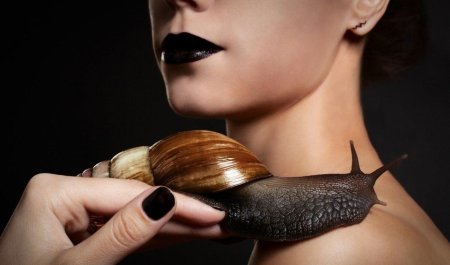 Улитка ахатина улиткотерапия