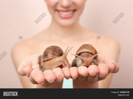 Муцин улитки