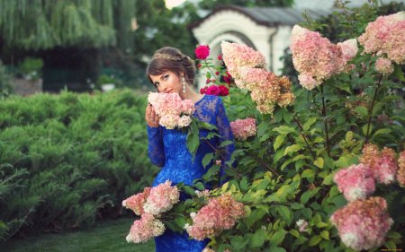 Гортензия мадам Эмиль Мулье