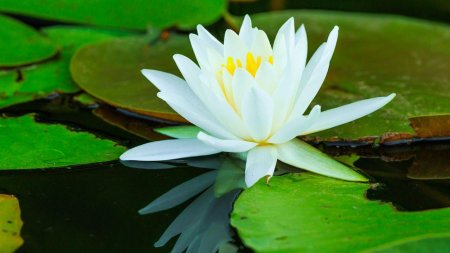 Кувшинка водяная лилия