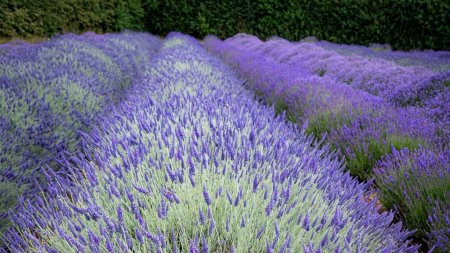 Лаванда куст