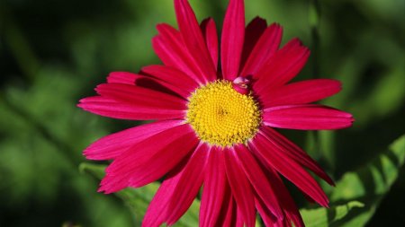 Пиретрум робинсон ред