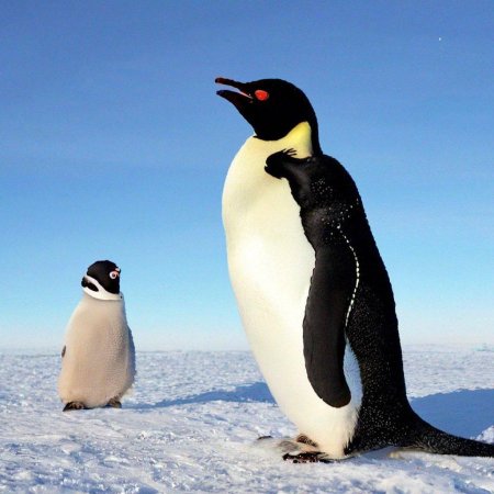 Императорские пингвины в антарктиде