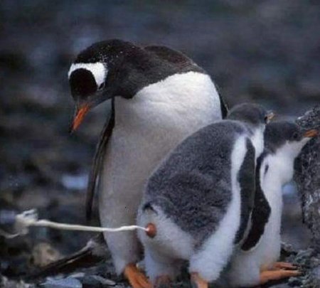 Пингвины Адели спаривание