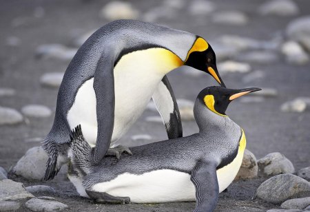 Спаривание императорских пингвинов