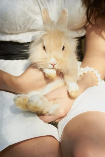 Девушка с кроликом