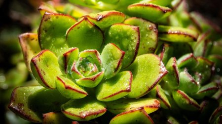 Суккулент растение