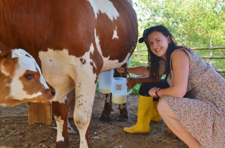 Доение коров