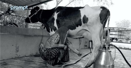 Woman milking a cow