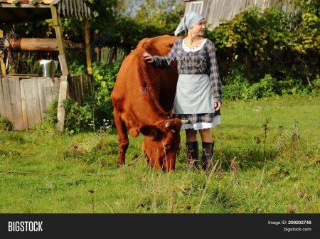 Деревенские доярки