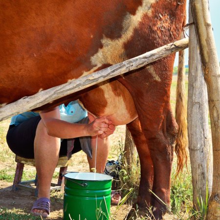 Доярка с коровой
