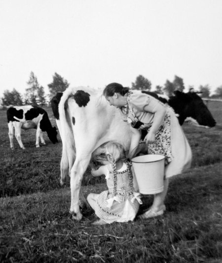 Девушка доит корову