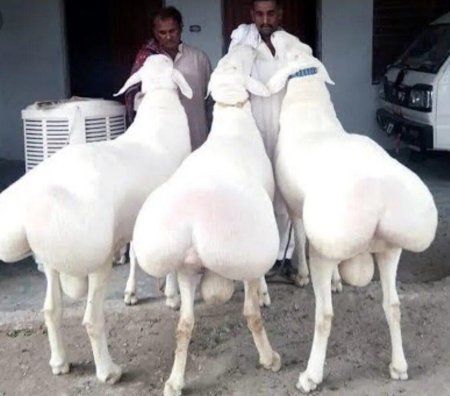 Курдючные породы овец