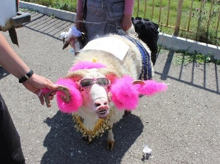 Смешной баран
