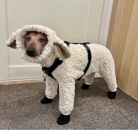 Костюм овцы