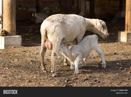 Мама овца кормит ягненка