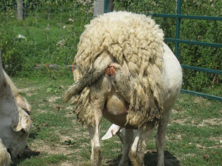 Спаривание овец