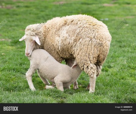 Ягненок с мамой