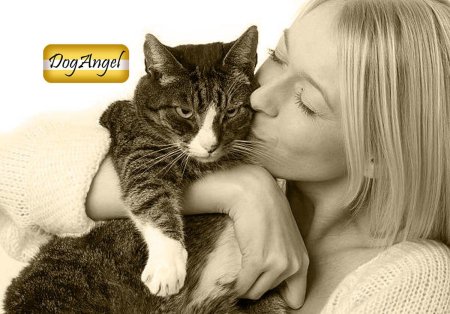 Кот и хозяйка