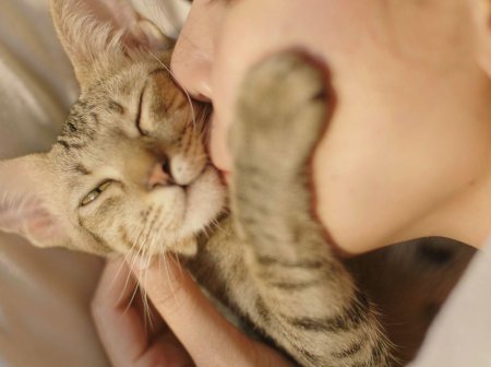 Ласковый кот