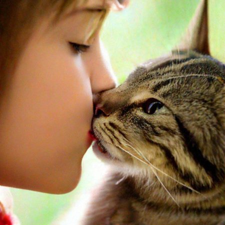 Кошка лижется