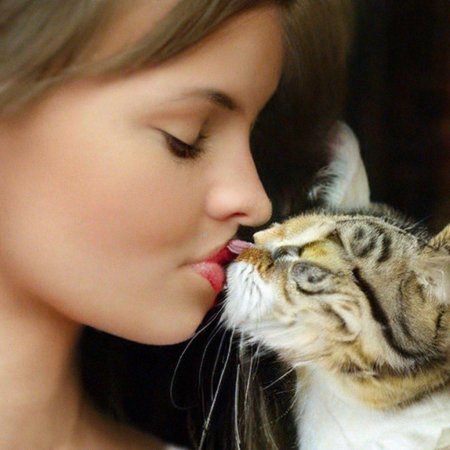 Кошка целует кота