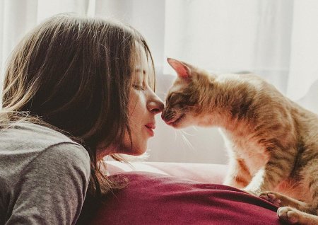 Любовь к кошкам