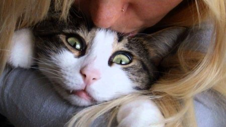 Тискать кота