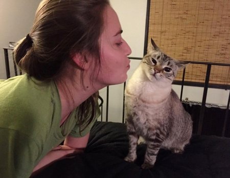 Кот отталкивает кота