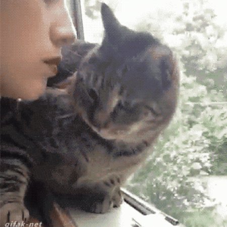 Гифка девушка с котом