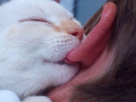 Язычок кота