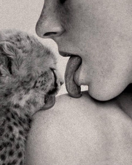 Гепард милый