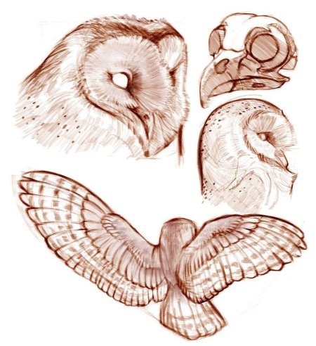 Анатомия Совы