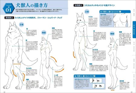 Анатомия фурри