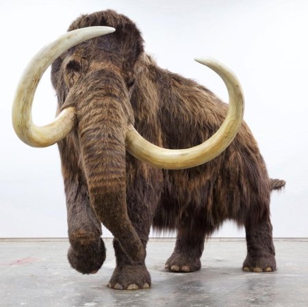Mammoth prehistoric