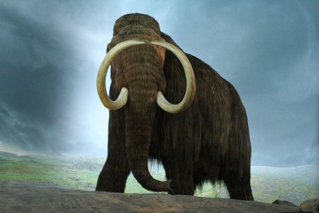 Wooly mammoth